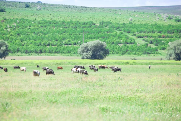 Gregge di vacche in campo — Foto Stock