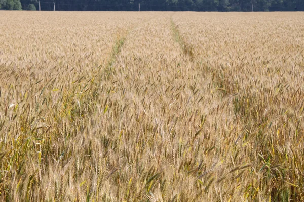 Yellow grain ready for harvest — Stock Photo, Image