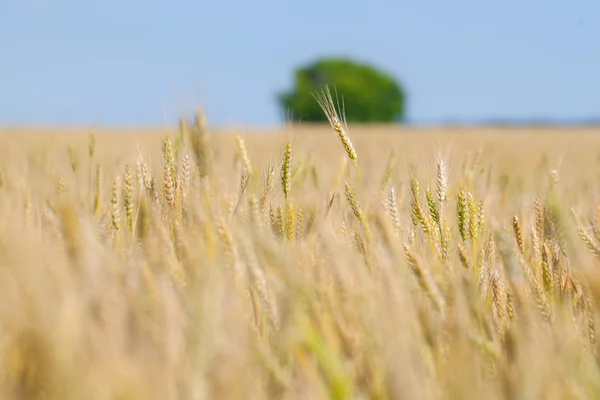 Yellow grain ready for harvest — Stock Photo, Image