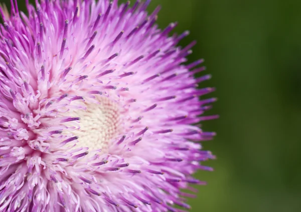 Pink flower in garden — Stock Photo, Image