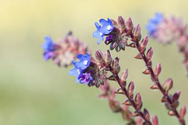 Zblízka modré květy — Stock fotografie