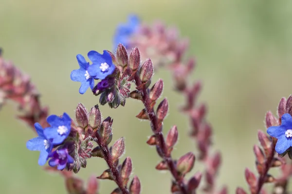 Zblízka modré květy — Stock fotografie