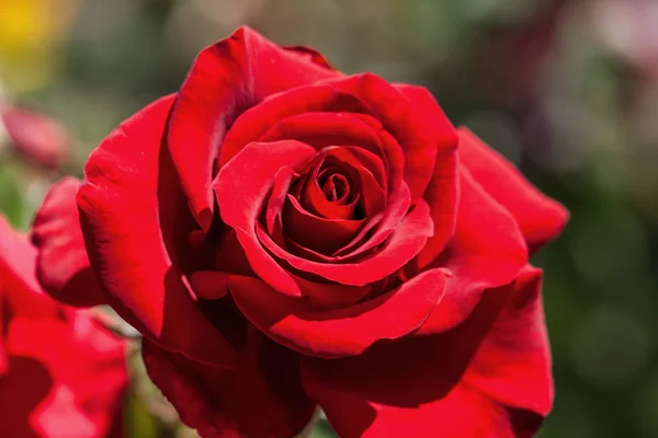 Close up of red rose. — Stock Photo, Image