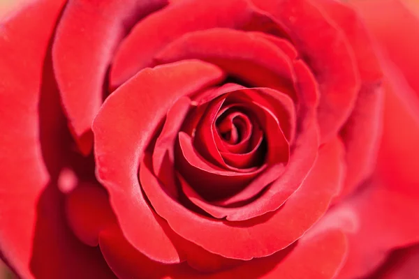 Zbliżenie czerwonej róży — Zdjęcie stockowe