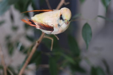 Dal üzerinde küçük dekoratif bir kuş. Arka plan bulanık. Yakın plan..