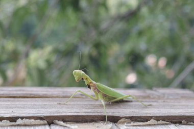 Hasarlı ön ayakları olan etobur bir peygamber devesi böceği. Yakın plan..