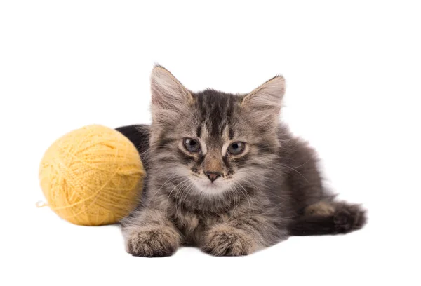 Funny brown kitten and ball of thread — Stock Photo, Image