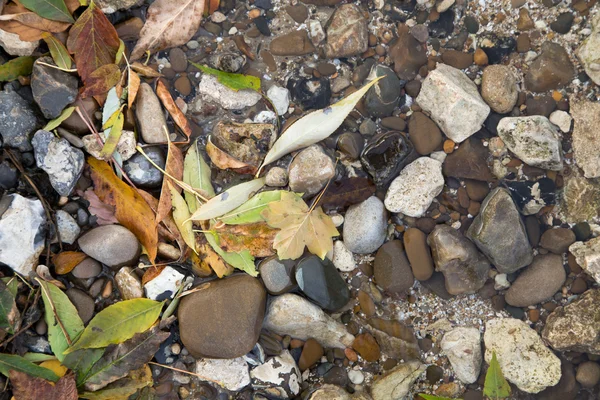 Hojas de color otoñal en agua . — Foto de Stock