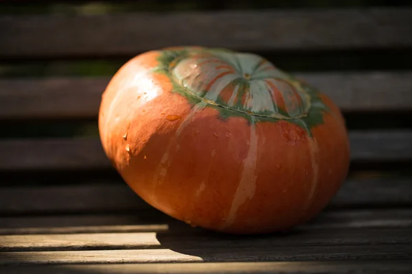 Pumpkin on rural background — Stock Photo, Image