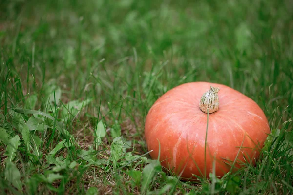 Levendige oranje pompoen — Stockfoto