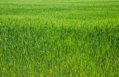 Yeşil Çimen Arkaplanı