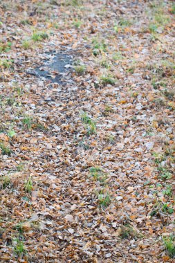 Renkli sonbahar yaprakları