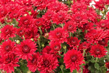 Aster kırmızı çiçekler