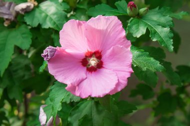 pembe çiçek ve yapraklar