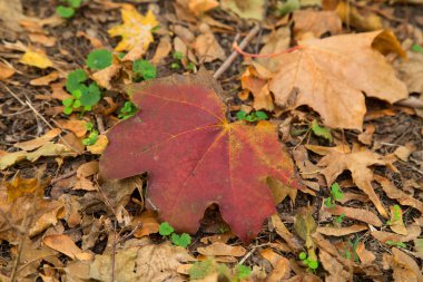 Çimlerin üzerinde sonbahar yaprağı