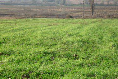 Yeşil Çimen Arkaplanı