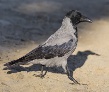 Yürüyen kukuletalı karga