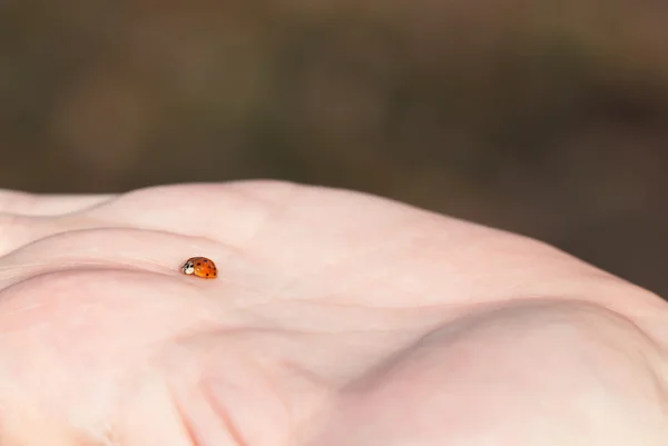 Ladybug on Palm of Hand — Stock Photo, Image