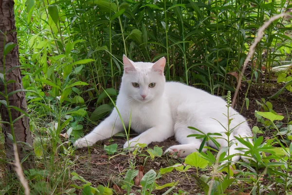 Preguiçoso gato branco . — Fotografia de Stock