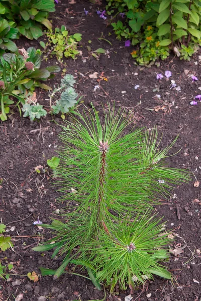 Jonge pijnboom — Stockfoto