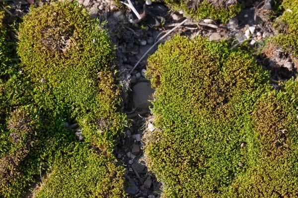 Grön mossa på bland små stenar — Stockfoto