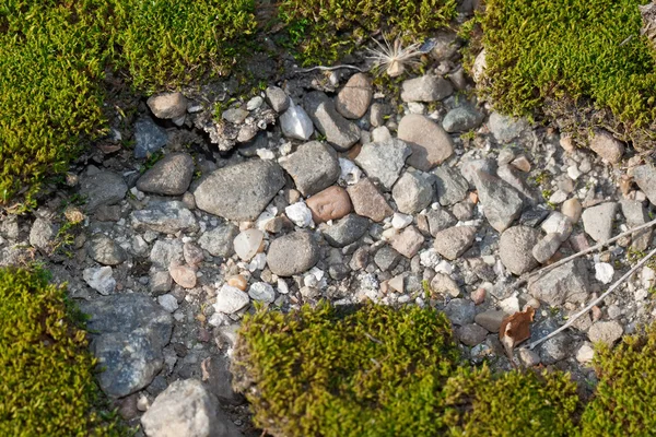 Musgo verde entre pequeñas piedras —  Fotos de Stock