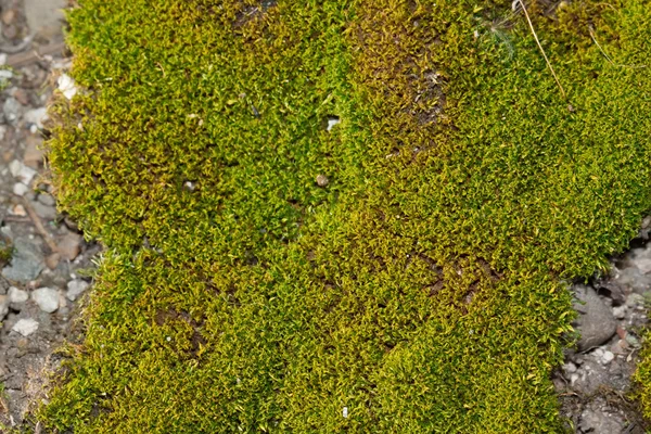 Grön mossa på bland små stenar — Stockfoto