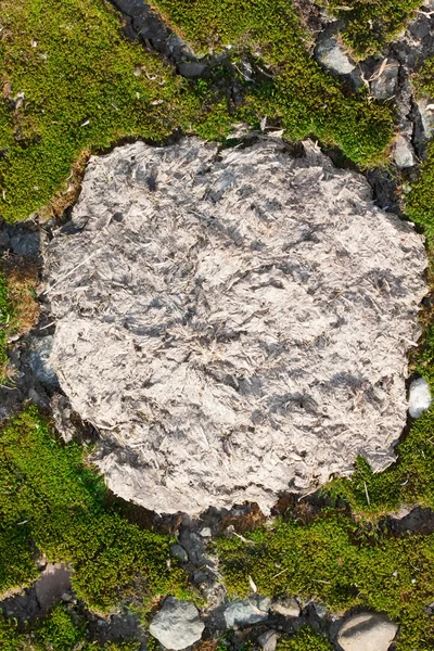 Dry cow dung  on among green moss — Stock Photo, Image