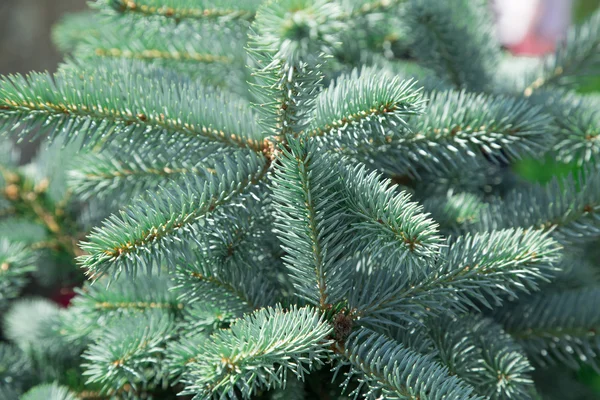 Close up of a blue spruce tree — Stock Photo, Image