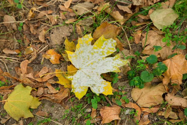 Çimlerin üzerinde sonbahar yaprağı — Stok fotoğraf