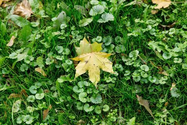 Çimlerin üzerinde sonbahar yaprağı — Stok fotoğraf