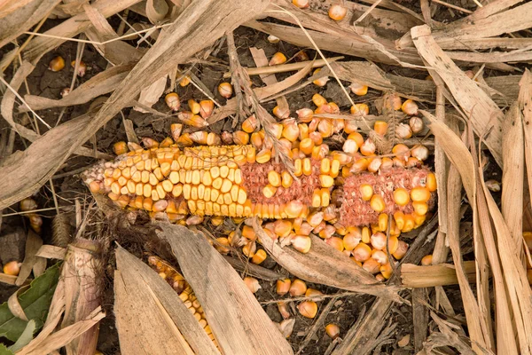 Mature ear of corn — Stock Photo, Image