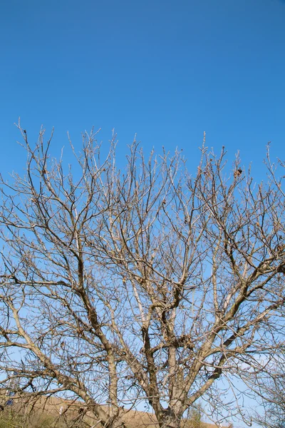 Jesienią gałęzie nad niebieski niebo — Zdjęcie stockowe