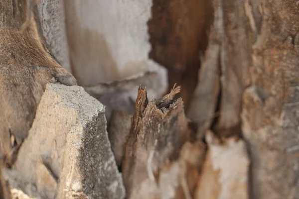 Viejo árbol roto — Foto de Stock