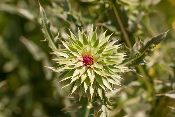 Paarse melk distel bloem — Stockfoto