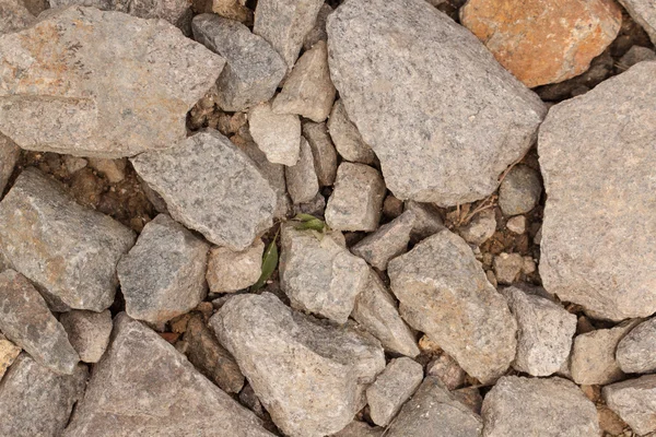 Pedras em cores cinzentas com planta — Fotografia de Stock