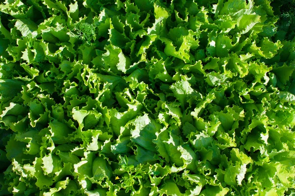 Nahaufnahme von grünen Salatblättern Stockbild