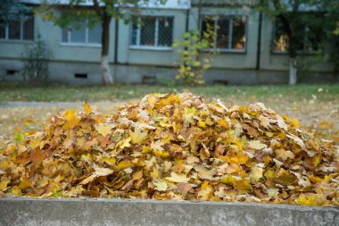 Kuru sarı yaprak yığını