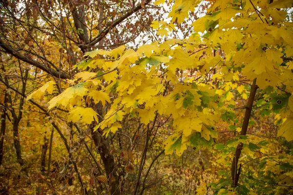 Yellow trees in autumn forest — Stock Photo, Image