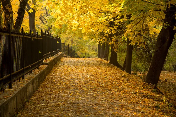 Autumn alley with side fence — Stock Photo, Image