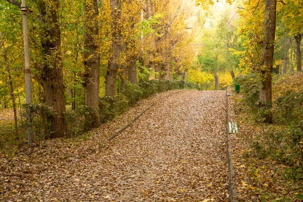 Podzimní ulička s spadlým listím — Stock fotografie