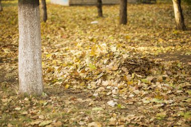 Sarı akçaağaç yaprakları