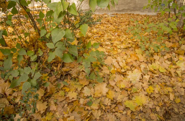 Gelbe Ahornblätter bedecken den Boden — Stockfoto