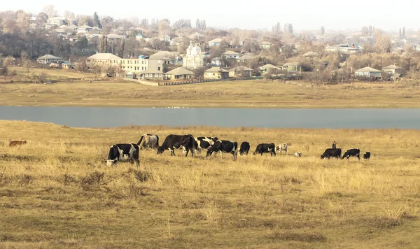Cattle herd grazes — Stock Photo, Image