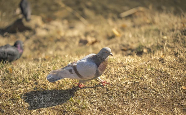 재미 있는 호기심 비둘기 — 스톡 사진