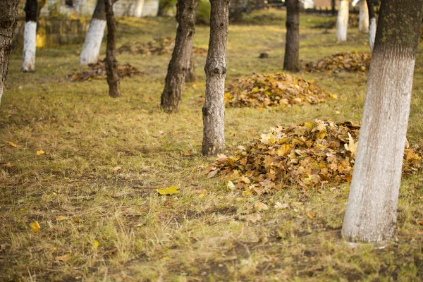 Nettoyage d'automne dans le parc de la ville — Photo