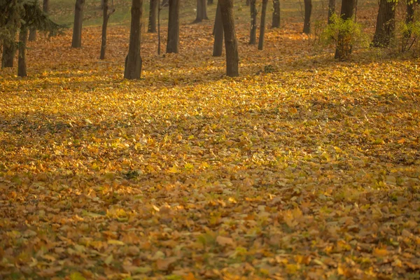 Yellow maple leaves cover the ground — Stock Photo, Image