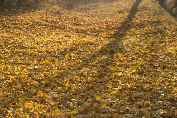 Kapak zemin sarı sonbahar yaprakları — Stok fotoğraf