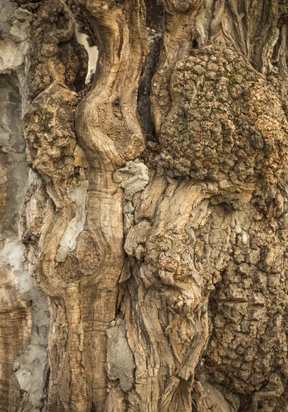 Fissura na casca da árvore do ulmeiro tratada contra a madeira molhada — Fotografia de Stock