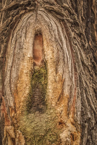Sliz tok na jilm kůra stromu. — Stock fotografie